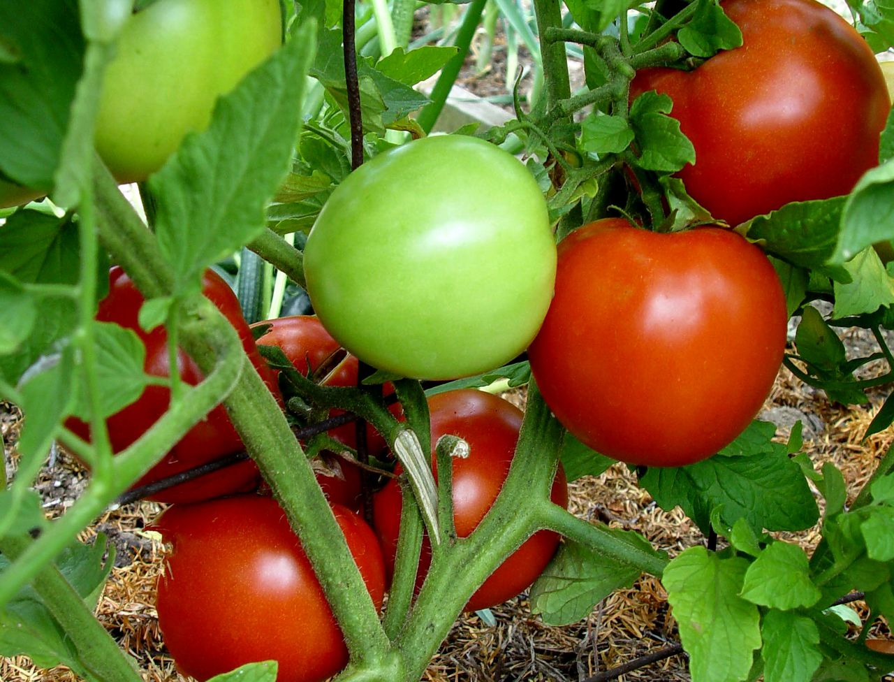 tomates maduros frescos