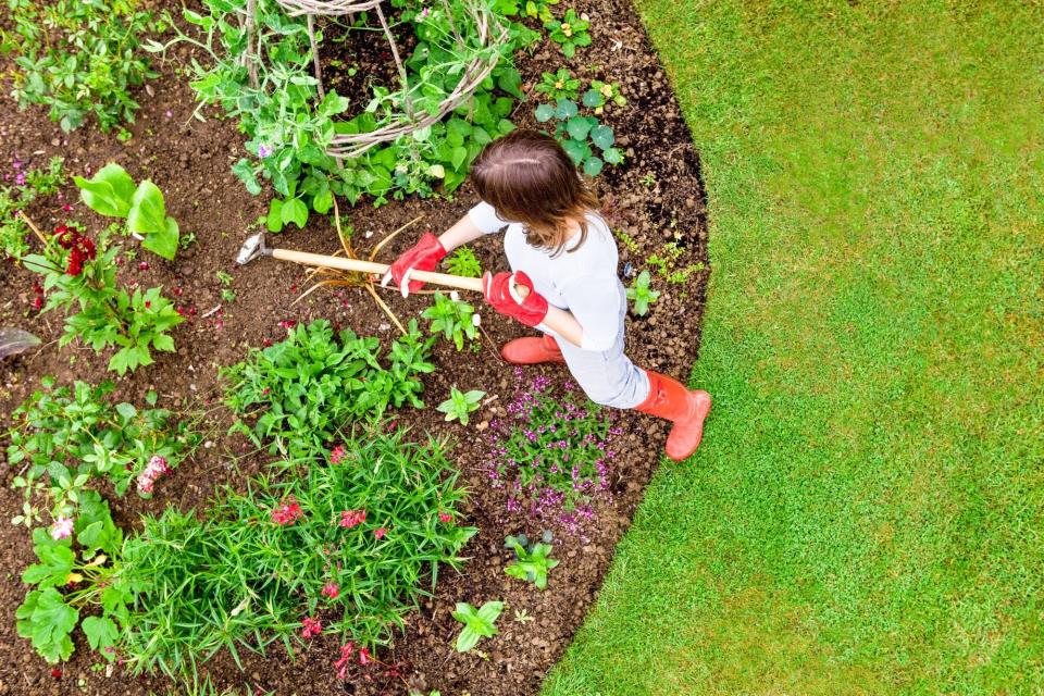 Vista aérea de una mujer deshierbando un lecho de flores de jardín con una herramienta de jardinería