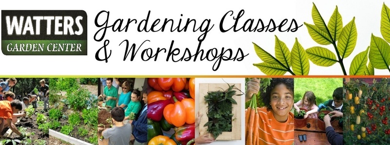 Jardinería, plantas de interior, Ken Lain, The Mountain Gardener, Prescott, Watters Garden Center, hojas amarillas,